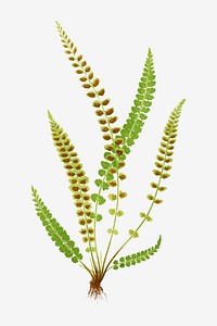 Asplenium Viride (Green Spleenwort) fern leaf vector
