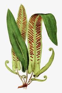 Asplenium Vulgare fern leaf vector