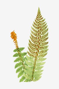 Aspidium Aculeatum fern leaf vector