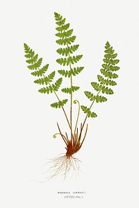 Woodsia Ilvensis (Oblong Woodsia) fern vintage illustration mockup
