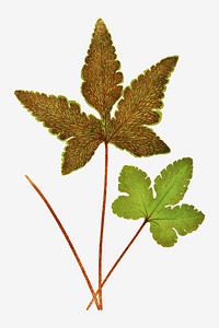 Hemionitis Palmata (Star Fern) fern leaf vector