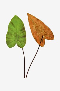 Hemionitis Cordata (Heart Fern) fern leaf vector