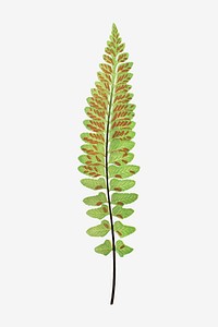 Asplenium Marinum (Sea Spleenwort) fern leaf vector