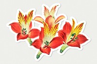 Red alstroemeria flower psd illustration