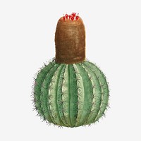 Vintage Cactus Melocactus vector