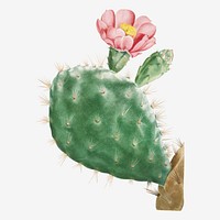 Cactus cochenillifer vintage illustration wall art print and poster design remix from the original artwork by Pierre-Joseph Redout&eacute;.