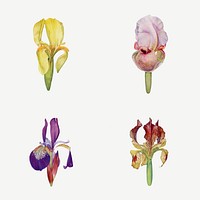 Vintage Iris flower illustration collection template