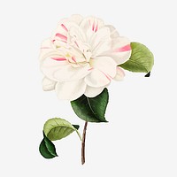 White Camellia rose flower vector