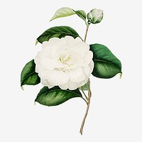 White Camellia rose flower vector