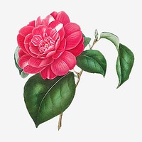 Pink Camellia rose flower vector