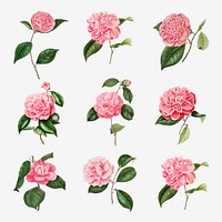 Vintage set of pink Camellia flowers vector