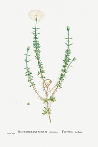 Hand drawn Mesembryanthemum Splendens (Donkey Mesemb) illustration