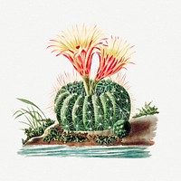 Vintage sun cup cactus design element