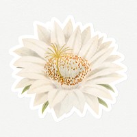 Vintage lady of the night cactus flower sticker with white border
