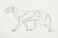 Tiger Body, Lateral View (Outline study of the surface muscles and their blood supply, probably made for a key figure), (1795–1806) drawing in high resolution by George Stubbs. Original from The Yale University Art Gallery. Digitally enhanced by rawpixel.