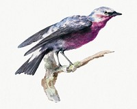Cotinga bird illustration, remixed from artworks by Aert Schouman
