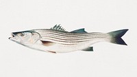 Striped bonito chromolithograph (1878) by Samuel Kilbourne. Original from Museum of New Zealand. Digitally enhanced by rawpixel.