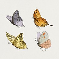 Vintage butterfly illustrations set
