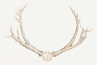 Vintage hand drawn deer antlers illustration