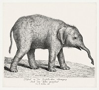 Hand drawn young elephant design element