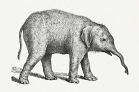 Hand drawn young elephant illustration
