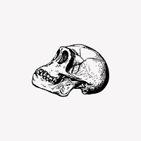 Vintage skull head engraving vector