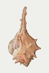 Vintage lightning whelk shell marine life vector