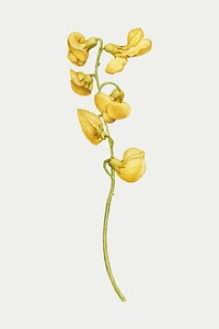 Hand drawn bladder senna flower vector