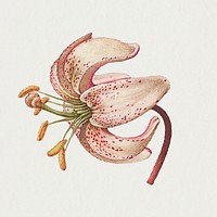 Martagon lily flower hand drawn illustration