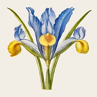Bearded iris flower vector hand drawn