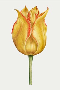 Blooming yellow tulip flower vector hand drawn