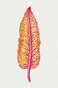 Swiss chard leaf hand drawn illustration