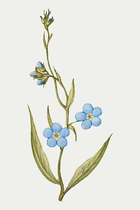 Forget me not flower vector hand drawn