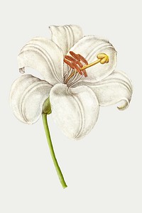 Vintage white lily blooming illustration vector sticker
