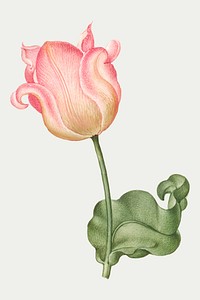 Tulip vector spring flower botanical vintage illustration