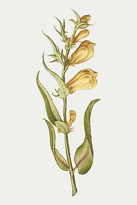 Vintage yellow Toadflax blooming illustration vector