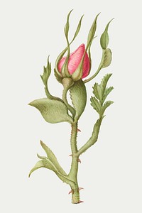 Pink rose flower vector botanical illustration