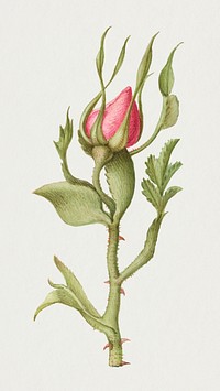Pink rose flower botanical illustration