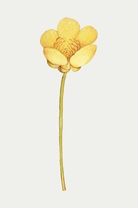 Blooming buttercup yellow flower vector