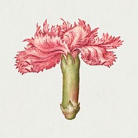 Carnation psd spring flower botanical vintage illustration