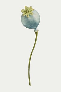 Opium poppy flower vector botanical illustration