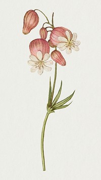 Hand drawn bladder campion floral illustration