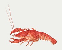 Vintage crayfish vector hand drawn 