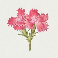 Pink sweet William blossom psd illustration hand drawn