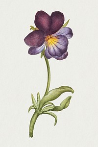 Blooming wild pansy hand drawn floral illustration
