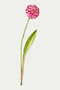 Pink English daisy flower vector hand drawn