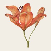 Blooming orange lily vector hand drawn floral illustration