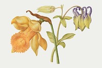 Daffodil and columbine flower vector hand drawn