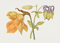 Daffodil and columbine flower hand drawn illustration