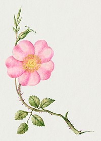 Eglantine pink flower hand drawn illustration